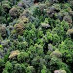 Valdivian Coastal Reserve, Chile's ancient rainforest