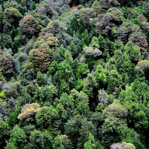 Valdivian Coastal Reserve, Chile's ancient rainforest
