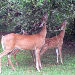 Deer populations are threatening other wildlife survival