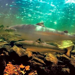 Species Collapse, Salmon