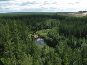 East-Siberian Taiga