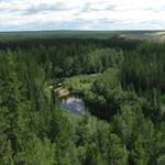 East-Siberian Taiga