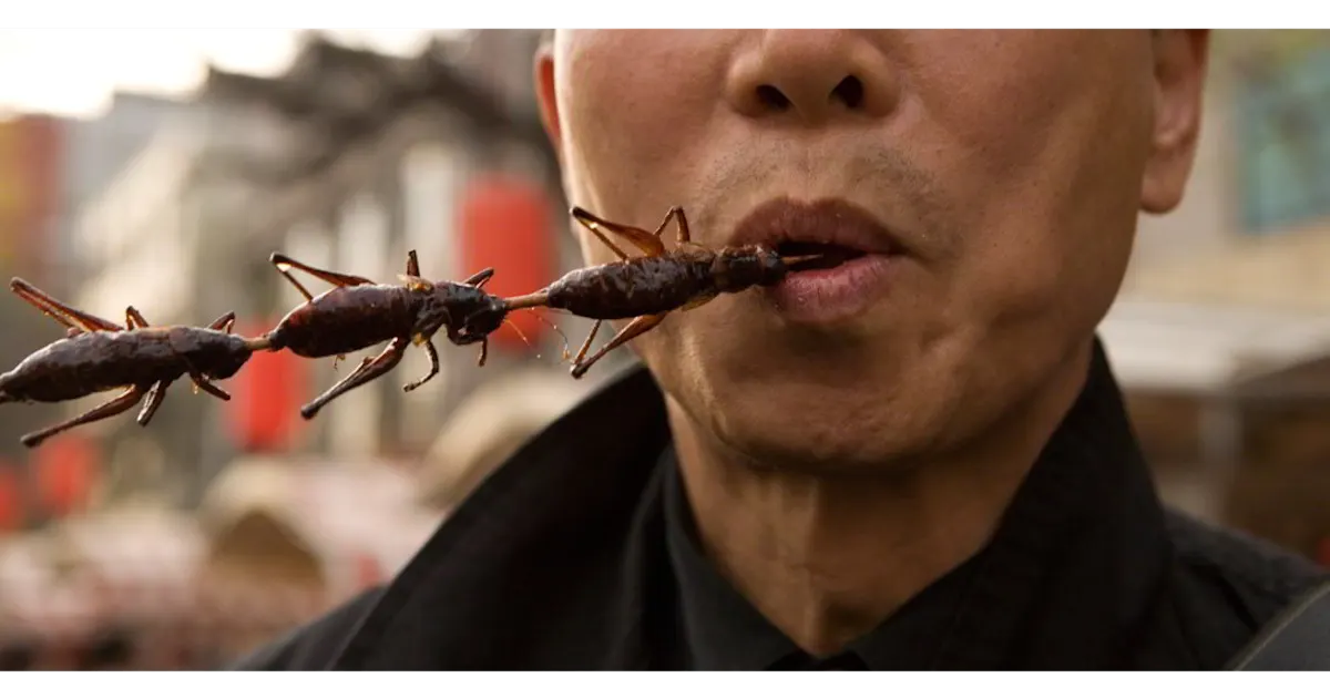 Man Eating Bugs on Skewer
