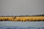 Central Kalahari Game Reserve 