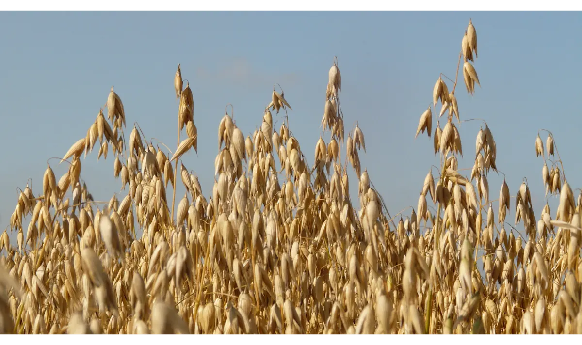 top crops - OATS