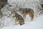 Howling Wolves