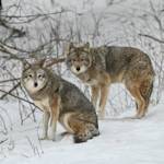 Howling Wolves