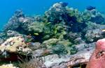 Coral Reef Degradation