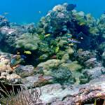 Coral Reef Degradation