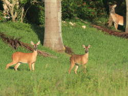 Animal rights group sues National Park Service over planned culling of white-tailed deer