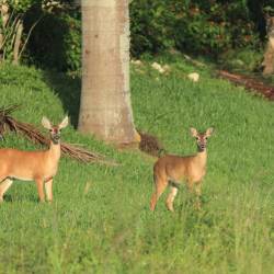 Animal rights group sues National Park Service over planned culling of white-tailed deer