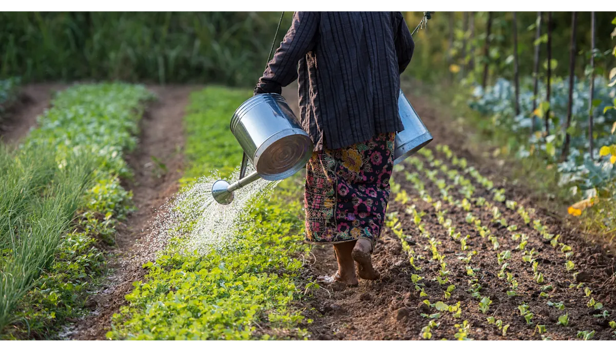 Agriculture images - organic woman watering garden farm