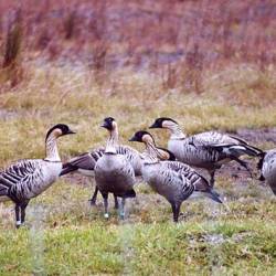 1,761 captive-reared Nēnē released