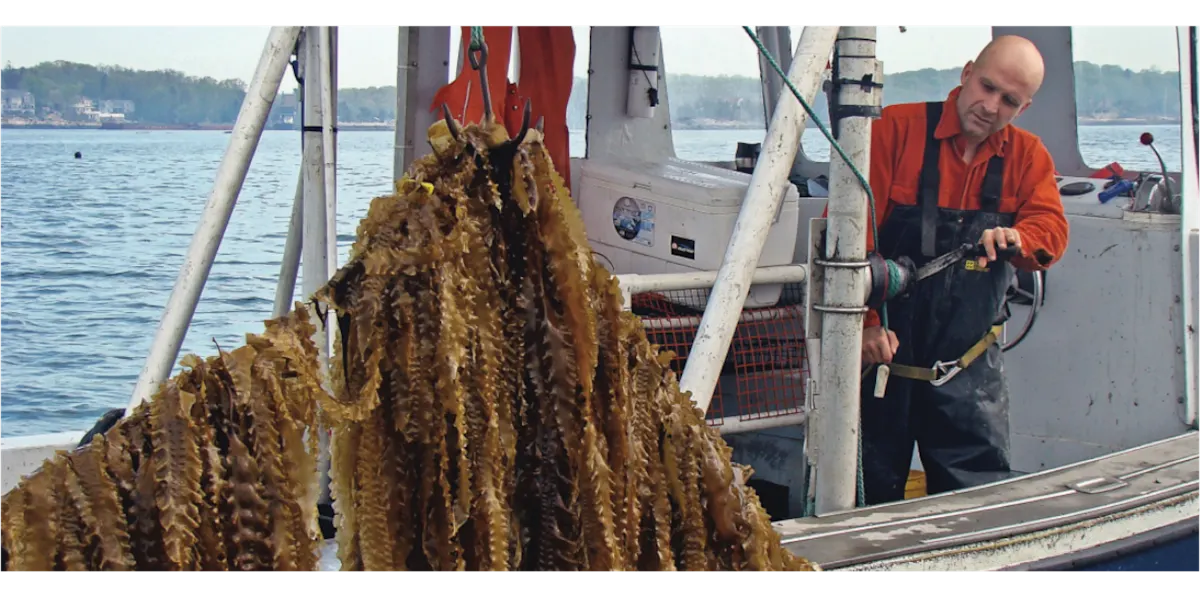 2021 Fishing & Aquaculture images - Greenwave best practices lifting seaweed onto boat
