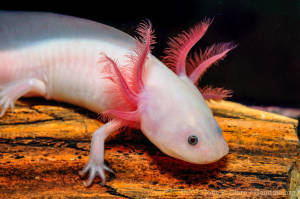 Axolotl