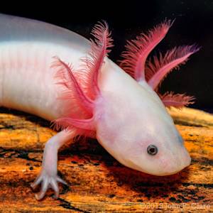 Axolotl