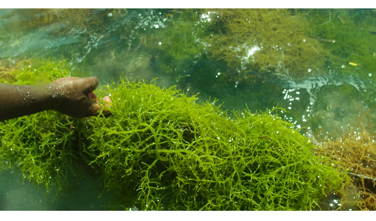 2021 Fishing & Aquaculture images - hand grabbing seaweed