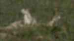 Prairie Dogs And Black-footed Ferrets