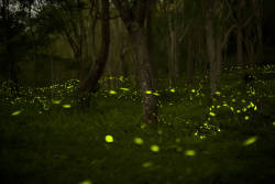 Fireflies at Risk of Extinction