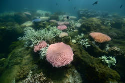 Coral recovery in the Great Barrier Reef reaches 36 year high