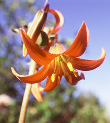 Western Lily