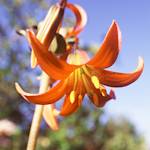 Western Lily
