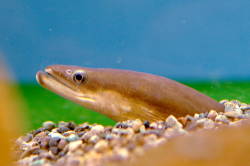 “If more governments and research institutions were willing to spend the resources, these eels wouldn’t be so mysterious.”