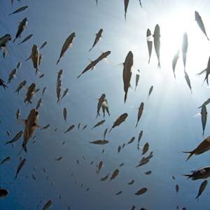 Papahānaumokuākea, world's largest no-take zone