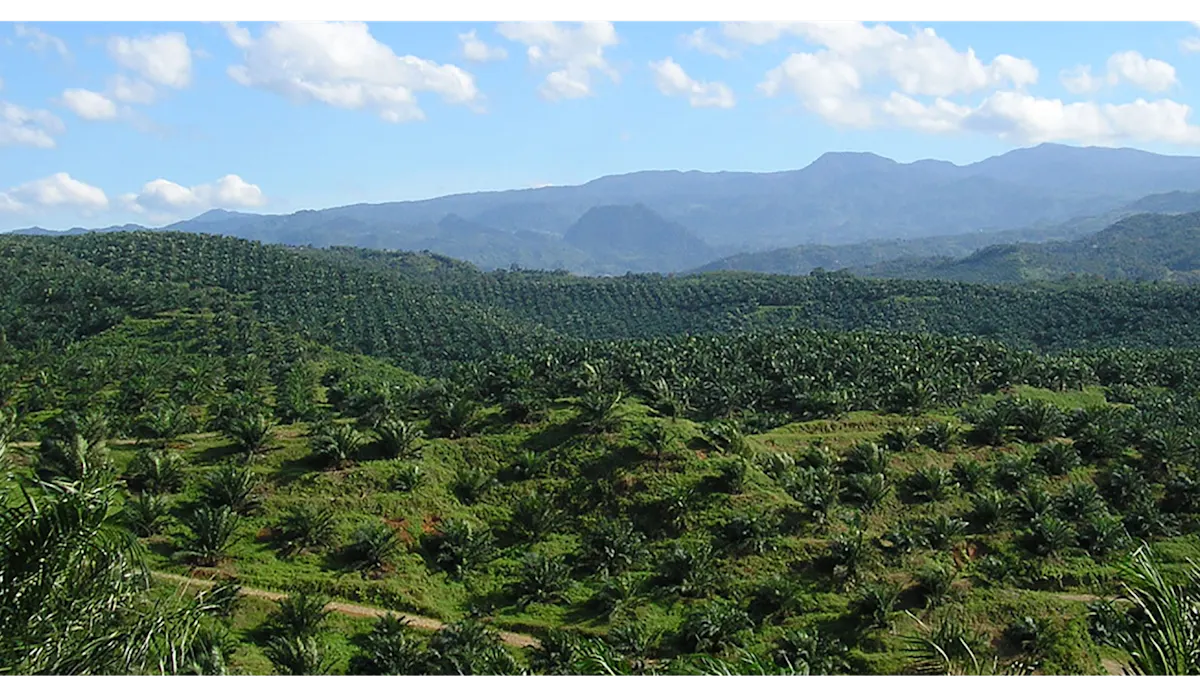 PALM OIL header image