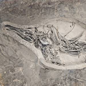 4th Mass Extinction, End Triassic