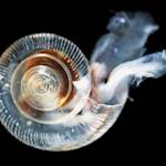 Oceans are at their most acidic point in 26,000 years