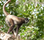 Central American Spider Monkey (Geoffroy's spider monkey)