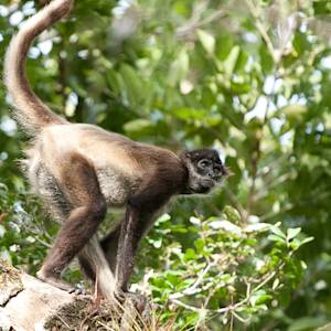 Central American Spider Monkey (Geoffroy's spider monkey)