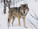 Gray Wolf