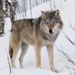 Gray Wolf