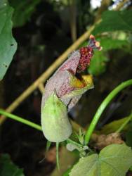 Wood’s Hibiscadelphus