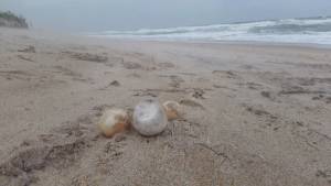 Turtle Eggs Swept Away