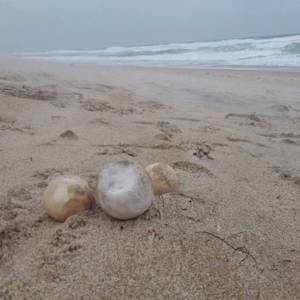 Turtle Eggs Swept Away