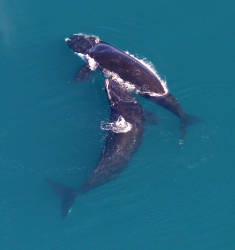 North American right whale Unusual Mortality Event