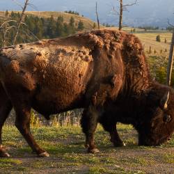 Bison as the first national mammal of the US