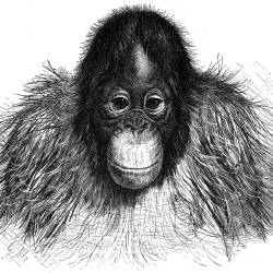 Wild Orangutans Begin to Decline in Indonesia, Foucher  D’Obsonville