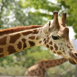 Giraffe listed as vulnerable by the IUCN