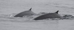 Largest gathering of fin whales ever documented