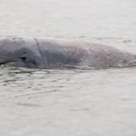 Irrawaddy dolphin