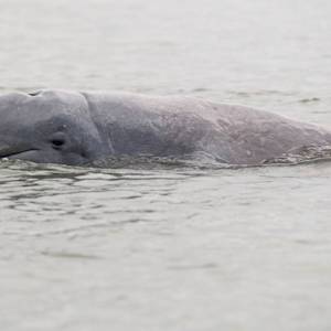 Irrawaddy dolphin