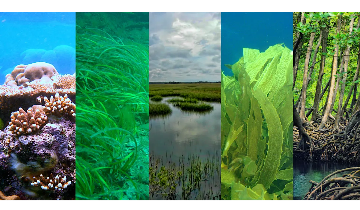 Save 2 Birds > Resilience wetlands slices