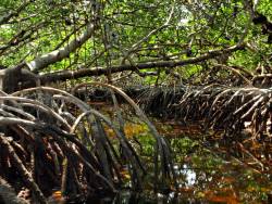 Climate change causes mangroves to overtake oyster reefs