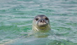 Mediterranean monk seal making a comeback