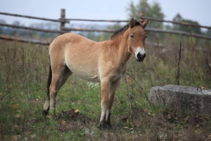 Przewalski's Horse