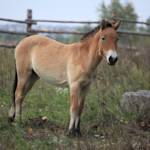 Przewalski's Horse